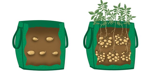  2-4 tuberculi sunt plantați în fiecare sac