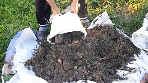 Culturile recoltate în a doua jumătate a lunii august