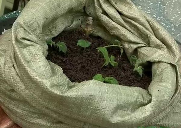  Pământul este umplut astfel încât numai frunzele superioare să rămână la suprafață.
