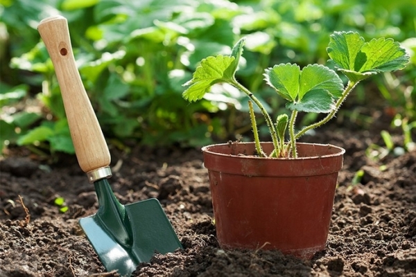  For spring planting seedlings should be purchased in early March, and for the autumn - in late August