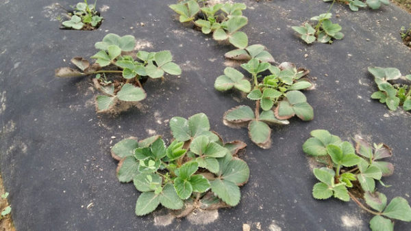  Strawberry mulching