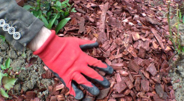  Mulching trees