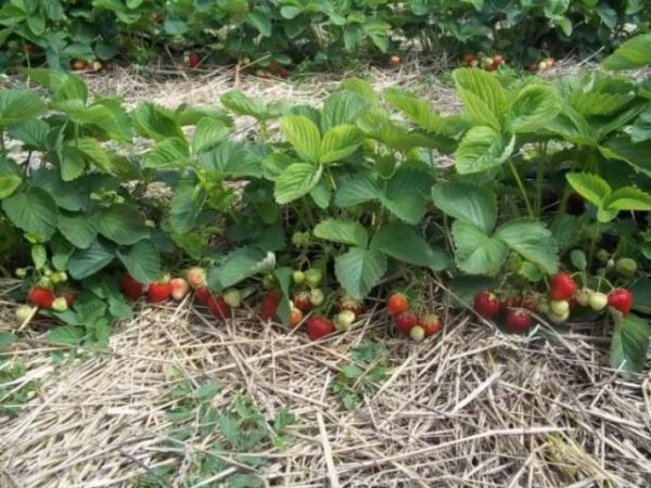  Strawberries in the garden