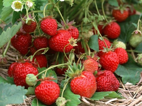  Ripe strawberries on the bush