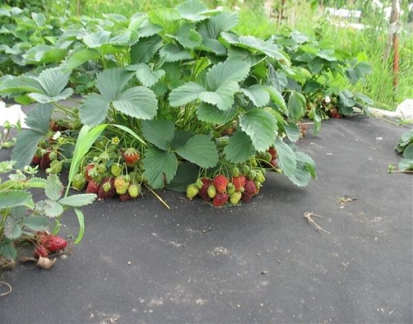  Strawberries in the garden