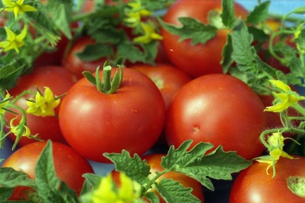  Variedades de Tomate Recheio Branco