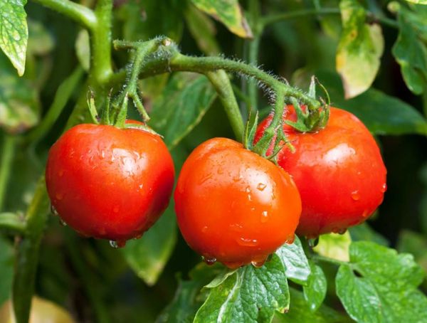 Até 3 kg de tomates são colhidos de um arbusto