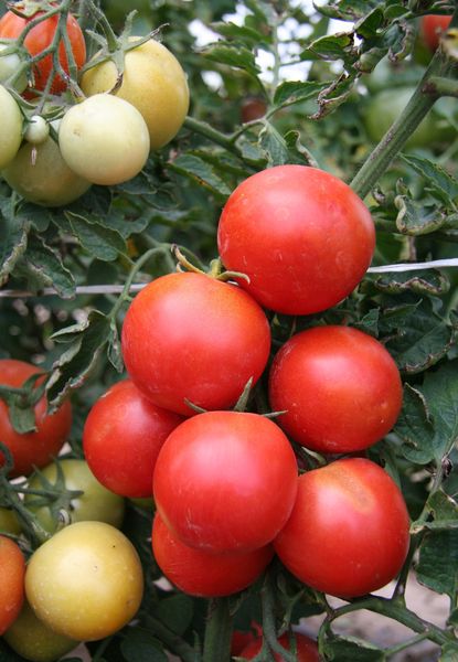 Tomates imaturos são pintados de branco