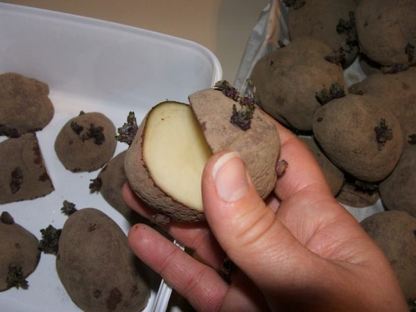  Tagliare il tubero di patata Colombo per la semina