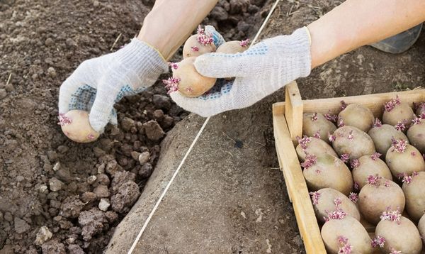  Quando piantare le patate secondo i segni nazionali