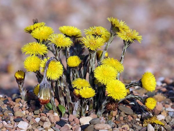  La 30 de zile de la începutul înfloririi, se pot planta cartofi timpurii