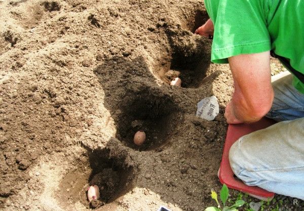  Cel mai bun moment pentru plantare - începutul și mijlocul lunii mai