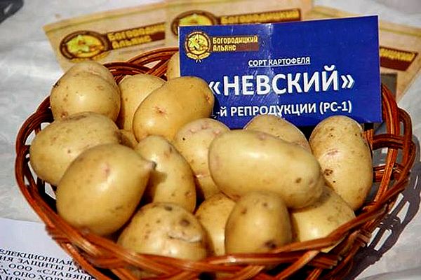  Variety potatoes Nevsky