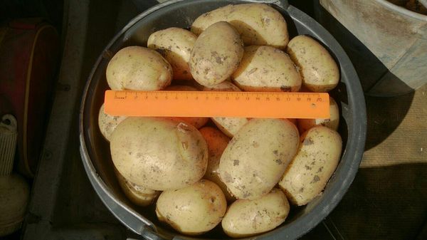  Nevsky gives excellent yield while respecting growing conditions