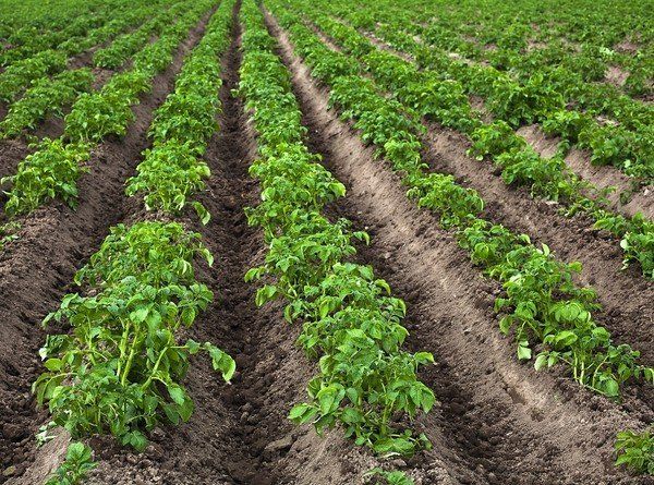  The spacing between rows should be at least 60cm