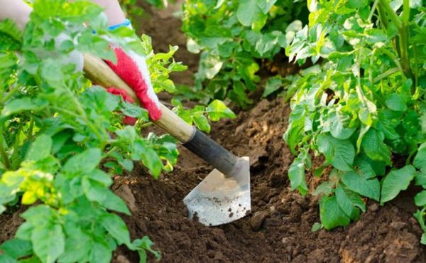  To prevent the appearance of a crust - it is necessary to loosen the ground