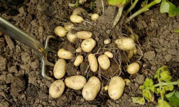  Proper feeding helps to bring the yield to 100%