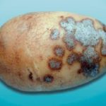  Silver scab