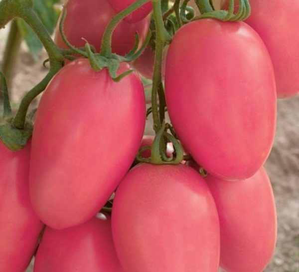  Tomate Novice rosa