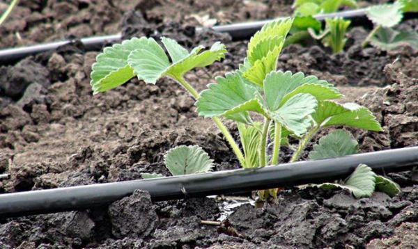  Strawberry drip irrigation system
