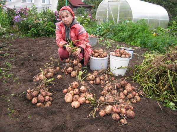  Le patate Aurora si riferisce alle varietà di media stagione