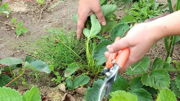  To increase the yield, it is necessary to trim part of the leaves and whiskers of strawberries.
