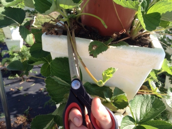  Berry needs light, removal of whiskers, watering every other day, keeping temperature