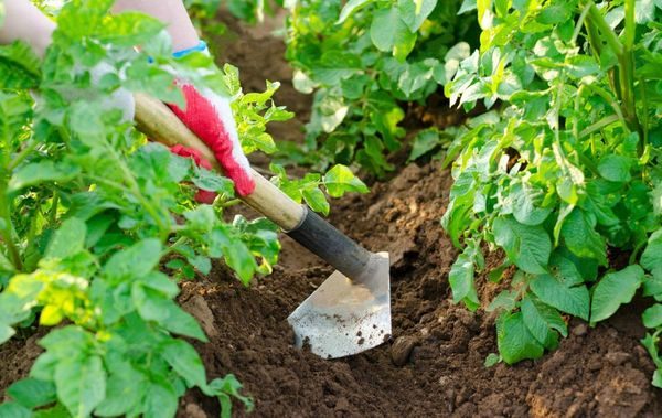  hilling potatoes