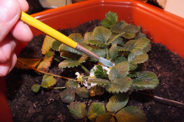  For pollination in the greenhouse, you can use a fan or a soft brush.