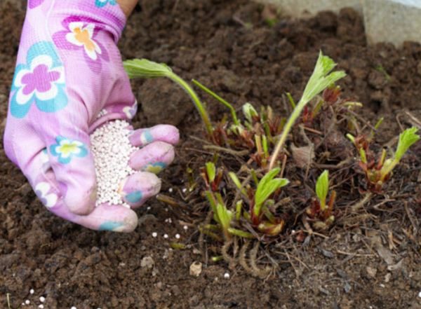  After the winter period, strawberry Masha recommended spring dressing with organic and nitrogen-containing fertilizers.
