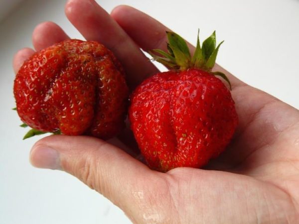  Strawberry first grader on hand