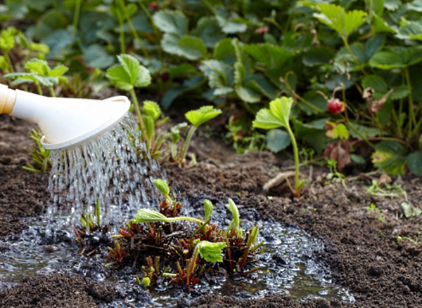  In the summer you need to water the plant 2-4 times a week.