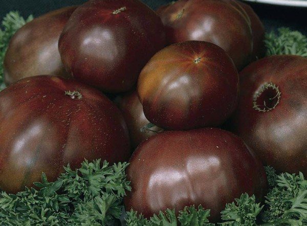  Esta variedade diferencia-se na cor excepcional para tomates: vermelho-escuro, quase cor de vinho