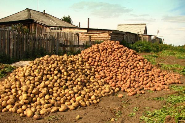  La formula di patate fertilizzanti aiuta a ottenere un raccolto di patate ricco e di alta qualità