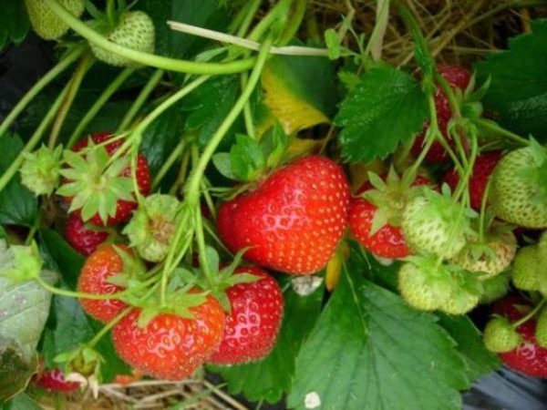 Fragola Elvira su una fine del cespuglio su