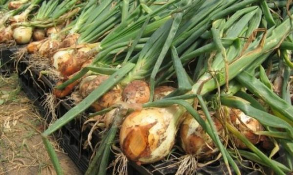  Onion harvesting centurion