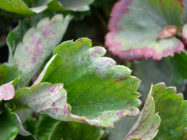  With powdery mildew, leaves turn purple