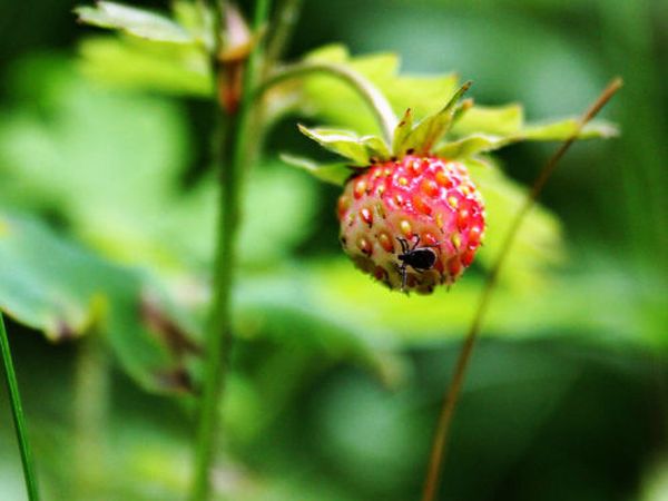  Strawberry Mite