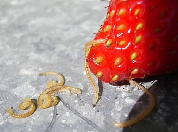  Strawberry Nematode