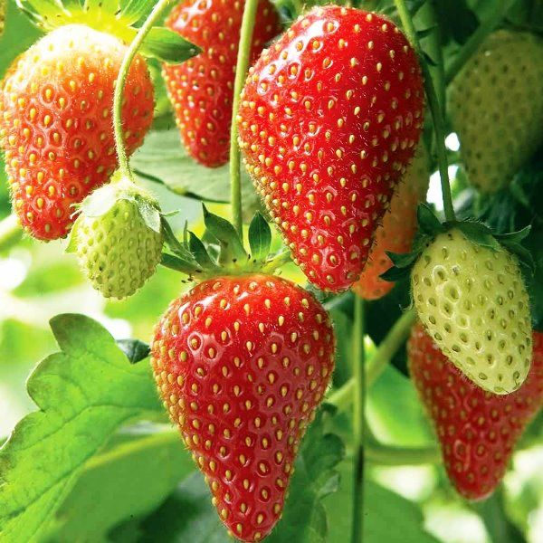  Ostara variety can grow in most parts of Russia