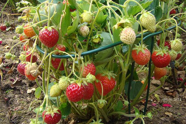  In the second year after planting, the berries become very shallow.