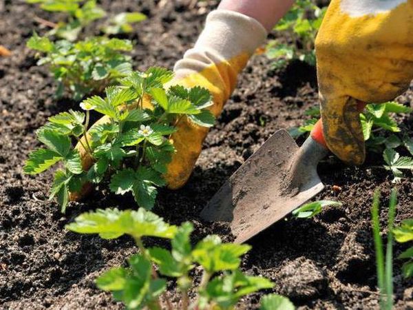  Planted seedlings should be in well-lit places.