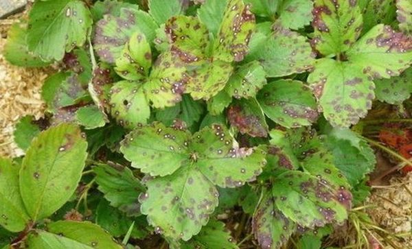  Leaves are affected by brown spot.