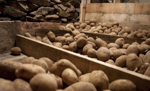  Varietà Tuleyevsky conservati separatamente da altre varietà di piantagione