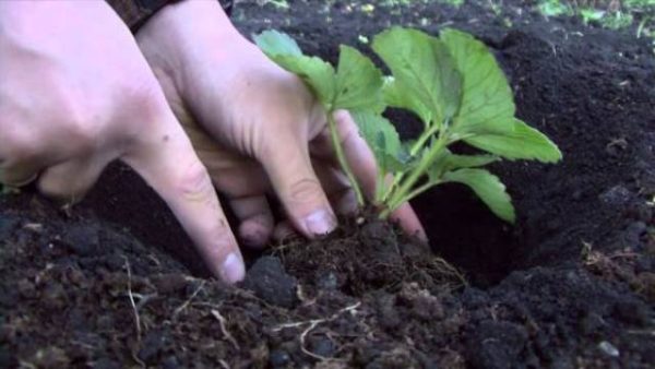  Scavando germogli di fragole