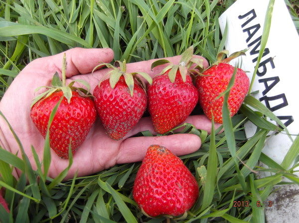  Strawberry Lambada