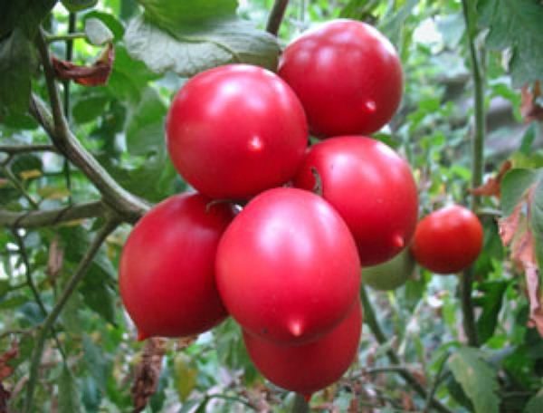  Soiul de tomate De Barao