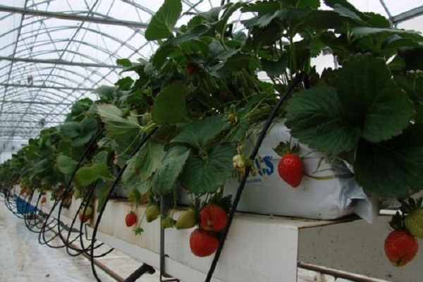  Watering is required drip, you can use plastic bottles with tubes