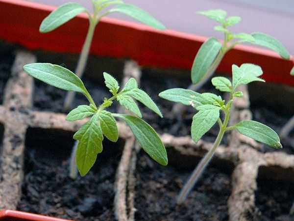  Le piantine vengono trapiantate mentre si sviluppa il sistema radicale.