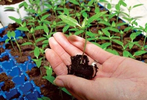  Trasferimento: un modo per immergersi con un pezzo di terra